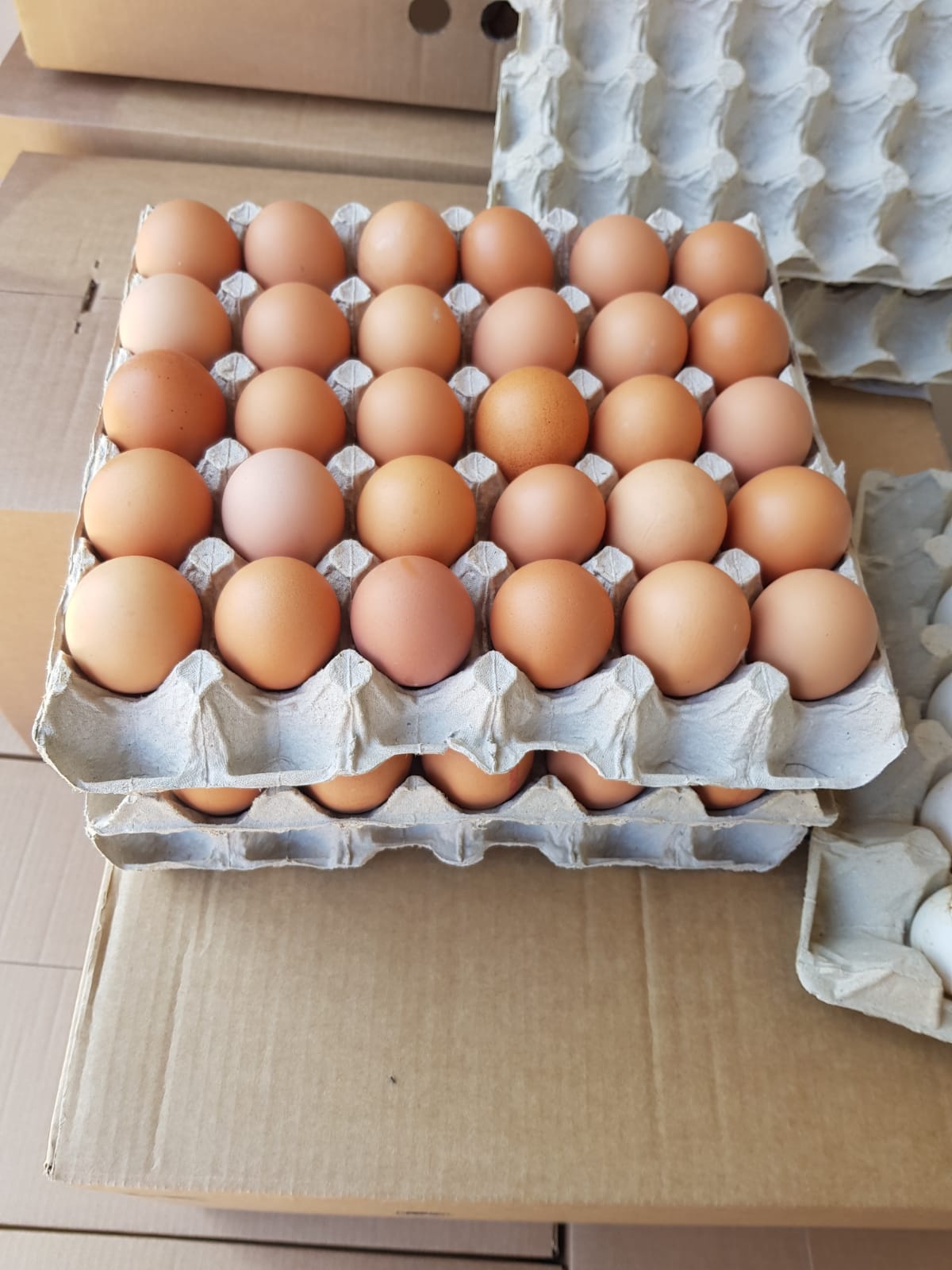 Opnemen Onrecht Decoderen Eieren 30 stuks. - De Winkel.shop
